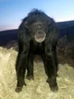 Chimpanzé ataca mulher e é morto a tiros nos Estados Unidos