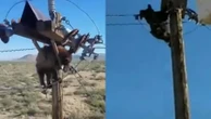 Urso é resgatado após ficar preso em cima de poste de energia nos EUA