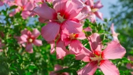 6 plantas excelentes para cultivar em jardins e ambientes com sol intenso
