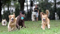 Câmara de SP veta uso de coleiras que dão choque para inibir latido de cães