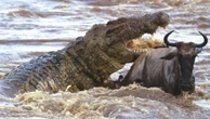 Instinto assassino: crocodilo 'demônio' de 6 m teria matado 300 pessoas