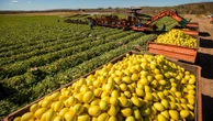 Exceções e taxa inferior à chinesa: o que o agro pede na guerra tarifária