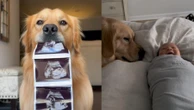 'Parecia uma eternidade': cão sofre com ausência de irmão humano e viraliza
