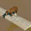 Brasil que nega mudança do clima cresce e empata com Brasil da Terra plana Leonardo Sakamoto