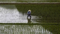 Por que Japão enfrenta escassez e alta no preço do arroz no país?