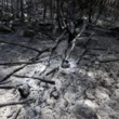Incêndio florestal na costa da França força evacuação de vilarejos