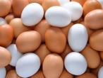 Ovo é categoria democrática que atende todas as classes, diz Global Eggs