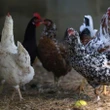 Por que países suspenderam importação de frango se não há risco ao comer?