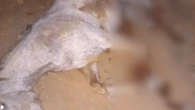 Polícia apura maus-tratos contra cavalo que teve as 4 patas cortadas em SP
