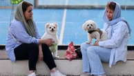 'Impuros': passear com cães no Irã agora é crime em pelo menos 20 cidades