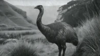 Ave gigante foi extinta há 500 anos, e agora uma empresa quer recriá-la