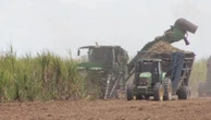 Cana-de-açúcar pode ser 'petróleo verde', afirmam especialistas