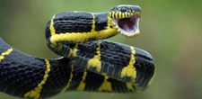 Cientistas podem estar mais perto de criar antídoto universal para picadas de cobra