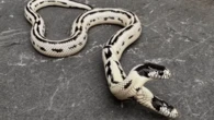 1 em 100 mil: cobra rara com duas cabeças vira atração nos EUA; vídeo