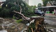 Temporal derruba dezenas de árvores em São Paulo; veja imagens