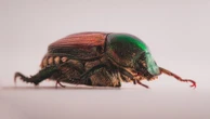 Barata ciborgue: estudo cria capacete para controlar inseto biointeligente