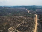 Coach e grifes usam couro de área desmatada da Amazônia, diz ONG britânica