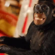 Chimpanzés bebem o equivalente a uma cerveja por dia