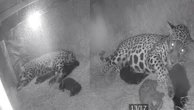 Onça-pintada em Taubaté (SP) dá à luz duas panteras negras; veja o vídeo