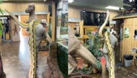Cuidador de animais impressiona ao carregar cobra gigante de 113 kg