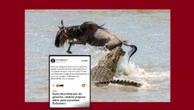 Tarcísio ataca STF para pegar Bolsonaro como crocodilo pega gnu no rio Mara Reinaldo Azevedo