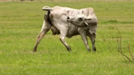 Gado dos EUA é atingido por mosca carnívora, que não era vista há 6 décadas