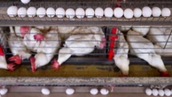 Cresce lista de países que suspenderam as importações de frango brasileiro