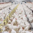Gripe aviária chega à avicultura comercial: o que está em jogo com o H5N1?