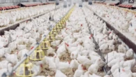 Gripe aviária: RS decreta emergência em saúde animal em 12 cidades