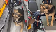 Cadela entra em ambulância e acompanha tutor atropelado até hospital no RS