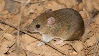 Hantavírus acende alerta global, mas cenário no Brasil é diferente
