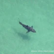 Acidificação dos oceanos está fragilizando dentes dos tubarões