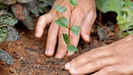 Plantar árvores gerou mais lucro do que abatê-las em 2024, diz IBGE