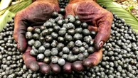 Tarifaço trava venda de açaí para os EUA e produtores buscam novos mercados