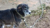 Tarcísio sanciona lei que proíbe manter cães e gatos em correntes em SP