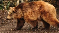 Crânio de urso perto de arena romana sugere que bichos participavam de luta