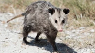 Encontrou um gambá em casa? Veja como agir com segurança e respeito à fauna