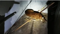 Onça-parda surpreende moradores ao surgir em lava-rápido no interior de SP