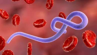 Cepa rara, vacina, médico infectado e reunião de emergência da OMS: tudo sobre o surto de ebola