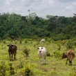 Como o Senado afrouxou as regras de proteção ambiental