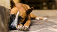 Projeto quer suspender CNH de motoristas que abandonarem animais na rua