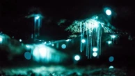 Esta floresta 'mágica' brilha no escuro, e o culpado é um fungo-fantasma