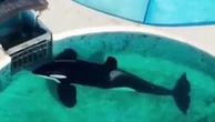 Animal mais solitário do mundo: orca vive em tanque na Argentina há 32 anos