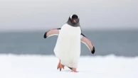 Sol demais, comida de menos: por que pinguins não vão para o Norte?
