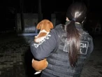 Quatro pessoas são indiciadas por eutanásias suspeitas de animais no RS