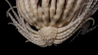 Alien da vida real? Animal de 20 braços vive nas águas geladas da Antártida