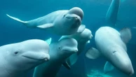 Fechado e sem recursos, parque canadense ameaça sacrificar 30 baleias