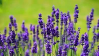 Sem veneno: 5 plantas 'repelentes' que afastam os insetos de sua casa