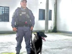 Melhor cão farejador da PM encontra droga escondida em fruta e até botijão José Roberto de Toledo e Thais Bilenky