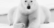 Concurso premia olhar em preto e branco sobre animais domésticos e selvagens; confira as imagens